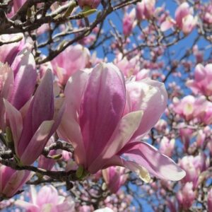 magnolia tree
